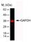 GAPDH antibody, MCA4739, Bio-Rad (formerly AbD Serotec) , Western Blot image 