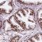 JC7 antibody, PA5-64016, Invitrogen Antibodies, Immunohistochemistry frozen image 