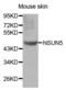 NOP2/Sun RNA Methyltransferase 5 antibody, abx004602, Abbexa, Western Blot image 