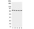HGL antibody, R31075, NSJ Bioreagents, Western Blot image 