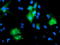 Protein Tyrosine Phosphatase Non-Receptor Type 7 antibody, TA503714, Origene, Immunofluorescence image 