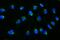 GRIP And Coiled-Coil Domain Containing 1 antibody, A12100-1, Boster Biological Technology, Immunofluorescence image 