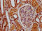 Single Stranded DNA Binding Protein 3 antibody, LS-C682328, Lifespan Biosciences, Immunohistochemistry paraffin image 