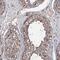 Phosphatidylserine Synthase 2 antibody, PA5-58594, Invitrogen Antibodies, Immunohistochemistry frozen image 