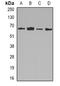 Ornithine Decarboxylase 1 antibody, orb388536, Biorbyt, Western Blot image 