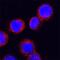 SERPINB2 antibody, MAB8550, R&D Systems, Immunofluorescence image 