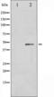 p53 antibody, TA325953, Origene, Western Blot image 