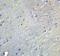 GATE-16 antibody, 7895, ProSci, Immunohistochemistry frozen image 