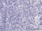 RAB36, Member RAS Oncogene Family antibody, LS-C133596, Lifespan Biosciences, Immunohistochemistry paraffin image 