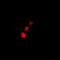 Cofilin 2 antibody, orb341421, Biorbyt, Immunofluorescence image 