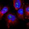 TNF Alpha Induced Protein 1 antibody, HPA013333, Atlas Antibodies, Immunocytochemistry image 