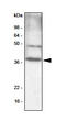 CCAAT Enhancer Binding Protein Beta antibody, SM6009S, Origene, Western Blot image 