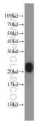 Ras Homolog Family Member B antibody, 14326-1-AP, Proteintech Group, Western Blot image 