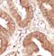 SECTM1 antibody, FNab10722, FineTest, Immunohistochemistry paraffin image 