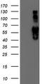 Iduronate 2-Sulfatase antibody, TA504257S, Origene, Western Blot image 