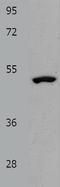 DRG1 antibody, TA321744, Origene, Western Blot image 