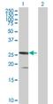 SSX Family Member 5 antibody, H00006758-B01P, Novus Biologicals, Western Blot image 