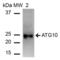 Autophagy Related 10 antibody, LS-C773424, Lifespan Biosciences, Western Blot image 
