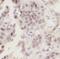 RNF106 antibody, FNab09245, FineTest, Immunohistochemistry frozen image 