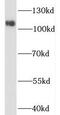 Nicastrin antibody, FNab05729, FineTest, Western Blot image 