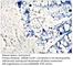 Granzyme B antibody, GRNZB-112AP, FabGennix, Immunohistochemistry frozen image 