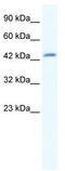 DMRT Like Family B With Proline Rich C-Terminal 1 antibody, TA341427, Origene, Western Blot image 