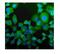 NPC Intracellular Cholesterol Transporter 2 antibody, A01582-3, Boster Biological Technology, Immunofluorescence image 