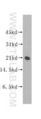 Receptor expression-enhancing protein 6 antibody, 12088-1-AP, Proteintech Group, Western Blot image 