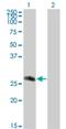 CDC42 Effector Protein 2 antibody, H00010435-M01, Novus Biologicals, Western Blot image 