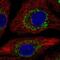 Zinc Finger And BTB Domain Containing 3 antibody, HPA035321, Atlas Antibodies, Immunocytochemistry image 