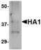 Influenza A Virus Hemagglutinin  antibody, LS-C53496, Lifespan Biosciences, Western Blot image 