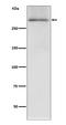 Dystrophin antibody, M00069, Boster Biological Technology, Western Blot image 