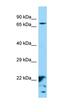 XK Related 6 antibody, orb326626, Biorbyt, Western Blot image 