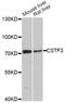Cleavage Stimulation Factor Subunit 3 antibody, LS-C747063, Lifespan Biosciences, Western Blot image 