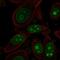 Ribosome biogenesis protein BOP1 antibody, NBP2-56455, Novus Biologicals, Immunofluorescence image 