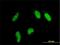 NOP53 Ribosome Biogenesis Factor antibody, H00029997-M03, Novus Biologicals, Immunofluorescence image 