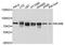 NUMB Endocytic Adaptor Protein antibody, A9352, ABclonal Technology, Western Blot image 