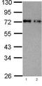 Nuclear pore glycoprotein p62 antibody, ab96134, Abcam, Western Blot image 