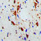 Protein SMG7 antibody, LS-C353204, Lifespan Biosciences, Immunohistochemistry frozen image 