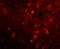 SLIT And NTRK Like Family Member 2 antibody, NBP2-81840, Novus Biologicals, Immunofluorescence image 
