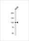 Zinc finger protein 287 antibody, LS-C157434, Lifespan Biosciences, Western Blot image 