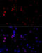 TATA-Box Binding Protein antibody, 16-604, ProSci, Immunofluorescence image 