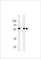 Raftlin antibody, LS-C203809, Lifespan Biosciences, Western Blot image 
