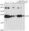 Natural Cytotoxicity Triggering Receptor 3 antibody, LS-C749522, Lifespan Biosciences, Western Blot image 