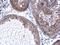 Prolargin antibody, PA5-78631, Invitrogen Antibodies, Immunohistochemistry frozen image 