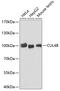 Cullin 4B antibody, 22-050, ProSci, Western Blot image 