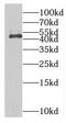 MAGE Family Member A8 antibody, FNab04940, FineTest, Western Blot image 