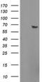 Zinc Finger Protein 280A antibody, NBP2-45446, Novus Biologicals, Immunohistochemistry frozen image 