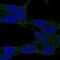 Lysosomal Associated Membrane Protein Family Member 5 antibody, NBP2-57819, Novus Biologicals, Immunocytochemistry image 
