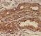 Ankyrin repeat and SAM domain-containing protein 3 antibody, FNab00423, FineTest, Immunohistochemistry paraffin image 